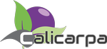 Calicarpa