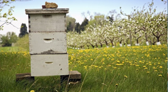 Swiss Startup - BeeHelpful Profile Main Image