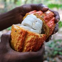 home-opening-a-cocoa-fruit-800x800.jpg