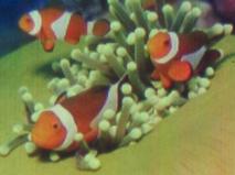 scrona_ethclownfish-crm.jpg