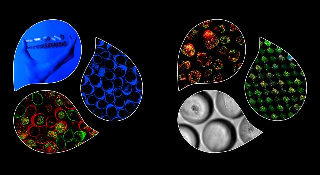 Swiss Startup - FluoSphera Profile Main Image