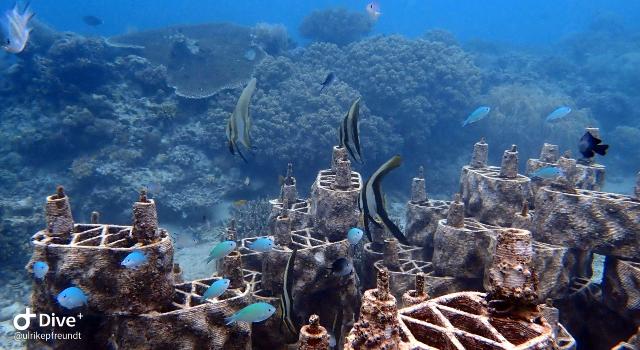 Swiss Startup - rrreefs Profile Main Image