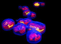 yeast_big2_IE_RGB_160914-crm.jpg